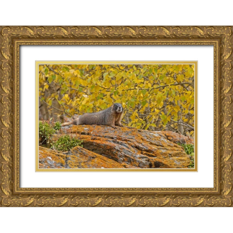 CO, Rocky Mts Yellow-bellied marmot on an autumm Gold Ornate Wood Framed Art Print with Double Matting by Illg, Cathy and Gordon