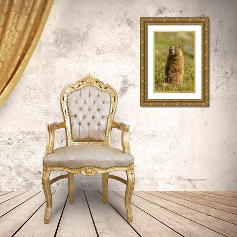 CO, San Juan Mts Yellow-bellied marmot in grass Gold Ornate Wood Framed Art Print with Double Matting by Illg, Cathy and Gordon