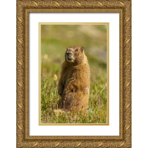 CO, San Juan Mts Yellow-bellied marmot in grass Gold Ornate Wood Framed Art Print with Double Matting by Illg, Cathy and Gordon