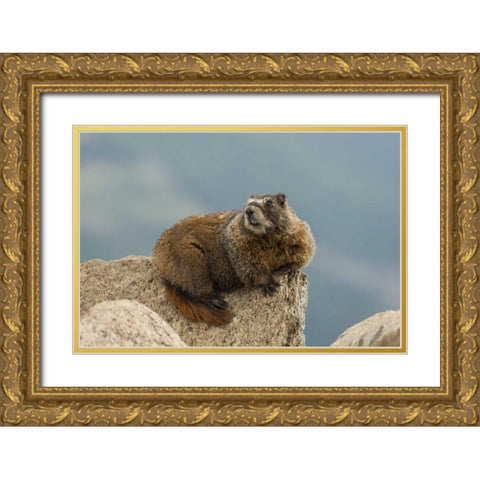 CO, San Juan Mts Yellow-bellied marmot on rock Gold Ornate Wood Framed Art Print with Double Matting by Illg, Cathy and Gordon