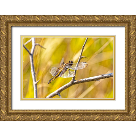 USA-Colorado-Boulder Dragonfly on stem Gold Ornate Wood Framed Art Print with Double Matting by Jaynes Gallery
