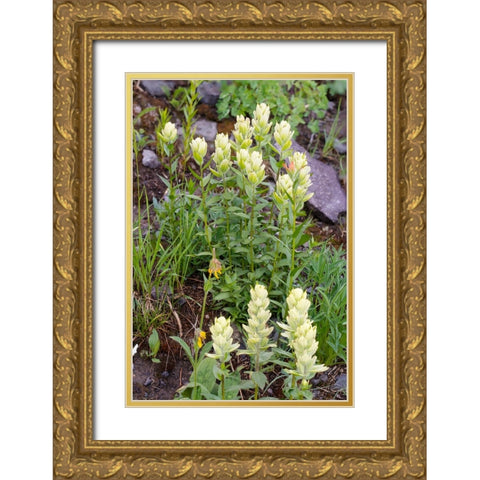USA-Colorado-Uncompahgre National Forest Yellow paintbrush flowers close-up Gold Ornate Wood Framed Art Print with Double Matting by Jaynes Gallery