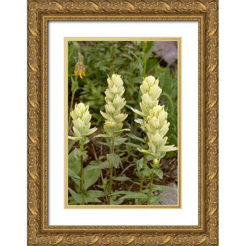 USA-Colorado-Uncompahgre National Forest Yellow paintbrush flowers close-up Gold Ornate Wood Framed Art Print with Double Matting by Jaynes Gallery