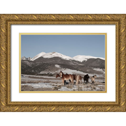 USA-Colorado-Music Meadows Ranch Herd of horses with Rocky Mountains in the distance Gold Ornate Wood Framed Art Print with Double Matting by Hopkins, Cindy Miller