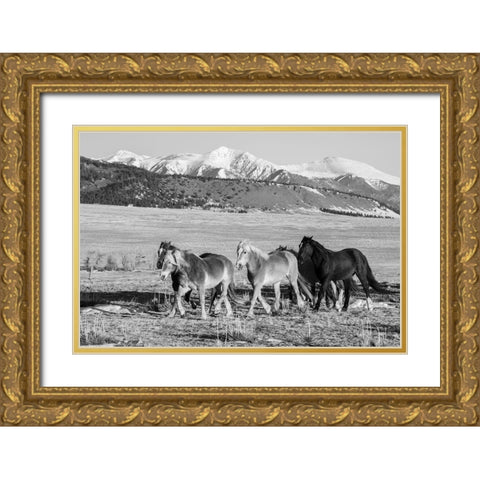 USA-Colorado-Westcliffe Music Meadows Ranch Herd of horses with Rocky Mountains in the distance Gold Ornate Wood Framed Art Print with Double Matting by Hopkins, Cindy Miller