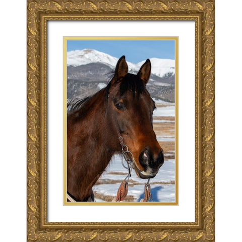 USA-Colorado-Westcliffe Music Meadows Ranch Bay ranch horse Gold Ornate Wood Framed Art Print with Double Matting by Hopkins, Cindy Miller