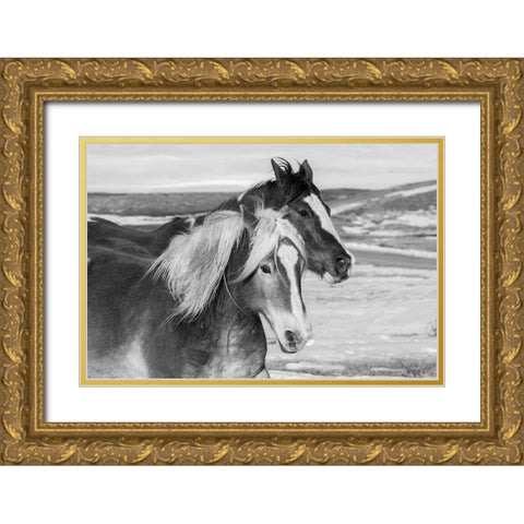 USA-Colorado-Westcliffe Music Meadows Ranch Ranch horses in winter Gold Ornate Wood Framed Art Print with Double Matting by Hopkins, Cindy Miller