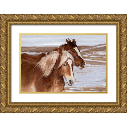 USA-Colorado-Westcliffe Music Meadows Ranch Ranch horses in winter Gold Ornate Wood Framed Art Print with Double Matting by Hopkins, Cindy Miller