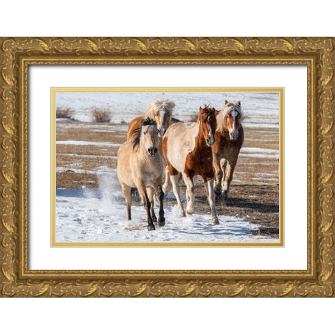 USA-Colorado-Westcliffe Music Meadows Ranch Herd of mixed breed horses running in the snow Gold Ornate Wood Framed Art Print with Double Matting by Hopkins, Cindy Miller