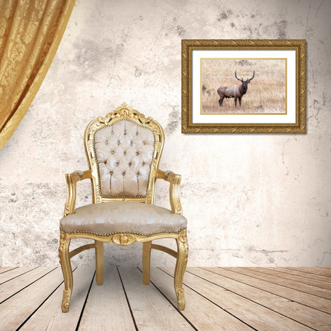 USA-bull elk Gold Ornate Wood Framed Art Print with Double Matting by Theodore, George and Marilu
