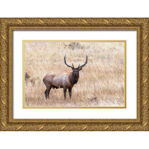 USA-bull elk Gold Ornate Wood Framed Art Print with Double Matting by Theodore, George and Marilu
