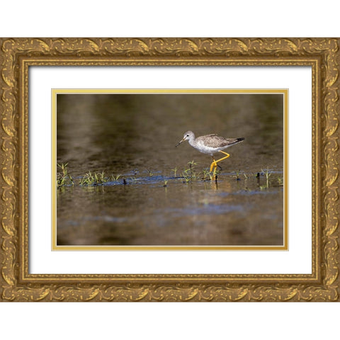 Lesser yellowlegs-Myakka River State Park-Florida Gold Ornate Wood Framed Art Print with Double Matting by Jones, Adam