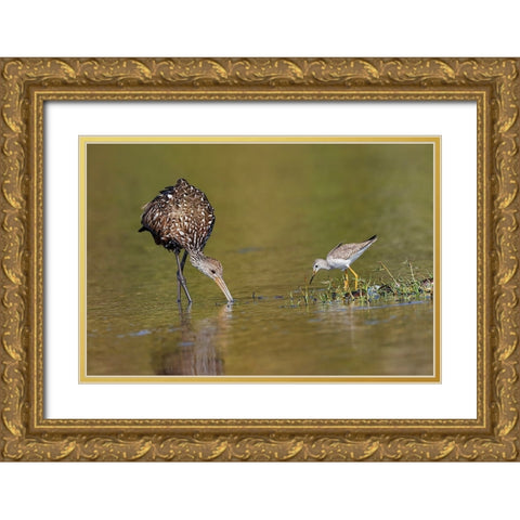 Limpkin and Lesser yellowlegs feeding Myakka River State Park-Florida Gold Ornate Wood Framed Art Print with Double Matting by Jones, Adam