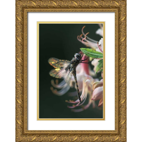 Georgia, Close-up of dragonfly Backlit on Azalea Gold Ornate Wood Framed Art Print with Double Matting by Rotenberg, Nancy
