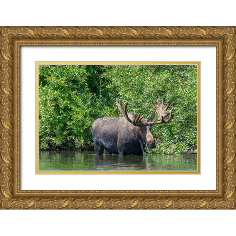 USA-Idaho-Bull Moose in Teton River Gold Ornate Wood Framed Art Print with Double Matting by Garber, Howie