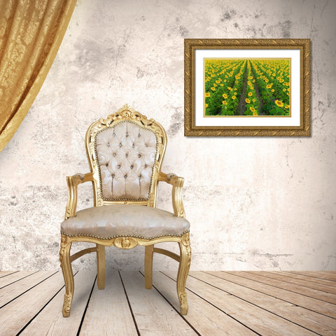 Aerial view of sunflower field Sam Parr State Park-Jasper County-Illinois Gold Ornate Wood Framed Art Print with Double Matting by Day, Richard and Susan