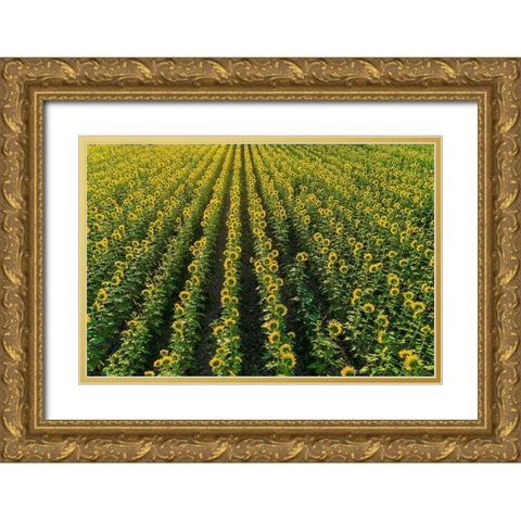 Aerial view of sunflower field Sam Parr State Park-Jasper County-Illinois Gold Ornate Wood Framed Art Print with Double Matting by Day, Richard and Susan