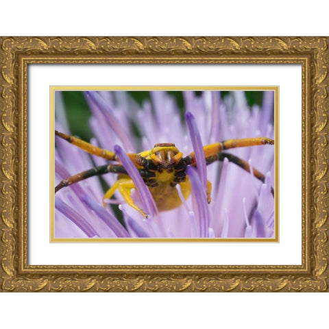 Indiana, River Road Park Yellow crab spider Gold Ornate Wood Framed Art Print with Double Matting by Kelley, David