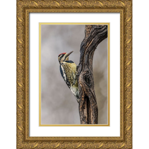 Bird-Yellow-bellied sapsucker in winter-Kentucky Gold Ornate Wood Framed Art Print with Double Matting by Jones, Adam