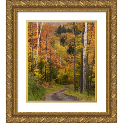 Maine, Bethel Winding lane through autumn trees Gold Ornate Wood Framed Art Print with Double Matting by Kaveney, Wendy