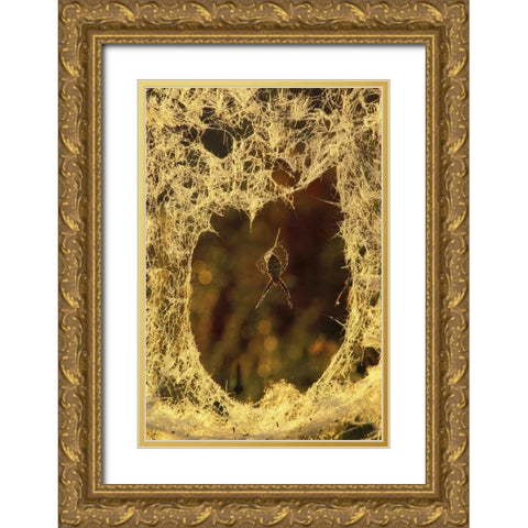 MI, Black-and-yellow argiope spider spinning Gold Ornate Wood Framed Art Print with Double Matting by Carlson, Mark