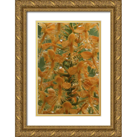 Michigan, Yellow fringed orchid with dew Gold Ornate Wood Framed Art Print with Double Matting by Carlson, Mark
