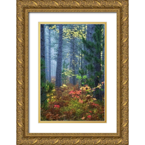 Michigan Fall foliage and pine trees in fog Gold Ornate Wood Framed Art Print with Double Matting by Rotenberg, Nancy