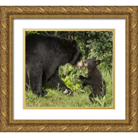 Minnesota, Sandstone Black bear mother and cub Gold Ornate Wood Framed Art Print with Double Matting by Kaveney, Wendy