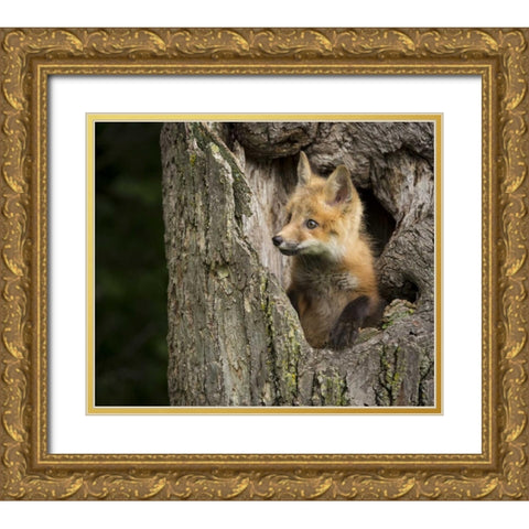 Minnesota, Sandstone Red Fox in a hollow tree Gold Ornate Wood Framed Art Print with Double Matting by Kaveney, Wendy