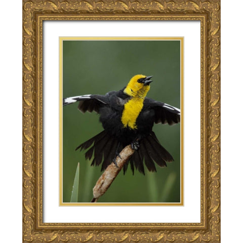 MT, Great Falls Yellow-headed blackbird sings Gold Ornate Wood Framed Art Print with Double Matting by Morris, Arthur