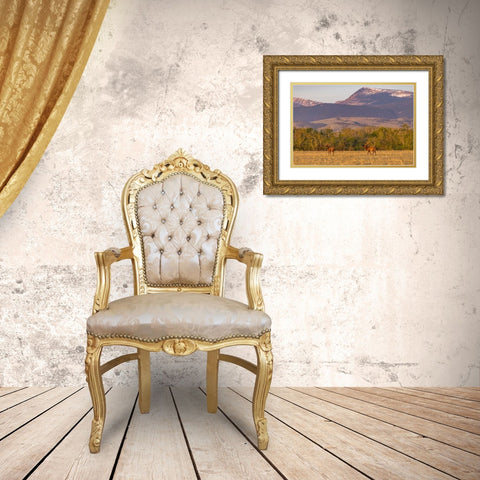 Bull elk in velvet along the Rocky Mountain Front near Choteau-Montana-USA Gold Ornate Wood Framed Art Print with Double Matting by Haney, Chuck