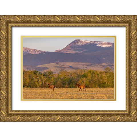 Bull elk in velvet along the Rocky Mountain Front near Choteau-Montana-USA Gold Ornate Wood Framed Art Print with Double Matting by Haney, Chuck
