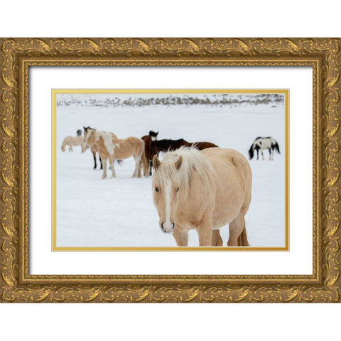 USA-Montana-Gardiner Horses with winter coats in snow Gold Ornate Wood Framed Art Print with Double Matting by Hopkins, Cindy Miller