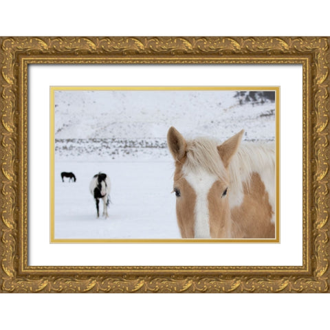USA-Montana-Gardiner Palomino paint horse with shaggy winter coats in snow Gold Ornate Wood Framed Art Print with Double Matting by Hopkins, Cindy Miller