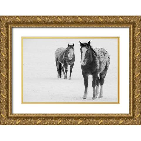 USA-Montana-Gardiner Appaloosa horses in winter snow Gold Ornate Wood Framed Art Print with Double Matting by Hopkins, Cindy Miller