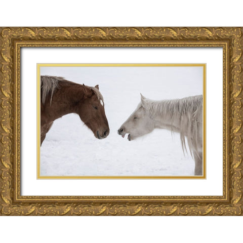 USA-Montana Gardiner Palomino and sorrel-with shaggy winter coat-nose to nose Gold Ornate Wood Framed Art Print with Double Matting by Hopkins, Cindy Miller