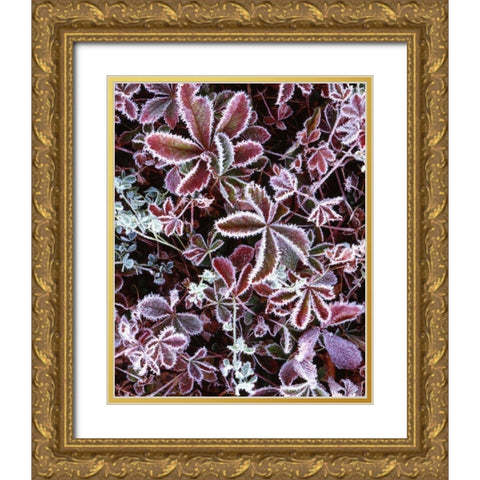 NH, White Mts Detail of frosted berry bushes Gold Ornate Wood Framed Art Print with Double Matting by Flaherty, Dennis