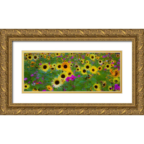 USA-New Hampshire meridian planted with sunflowers and cosmos flowers along Interstate 95 Gold Ornate Wood Framed Art Print with Double Matting by Gulin, Sylvia