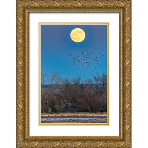 USA-New Mexico-Bosque Del Apache National Wildlife Refuge-Full moon rising and flying blackbirds Gold Ornate Wood Framed Art Print with Double Matting by Jaynes Gallery