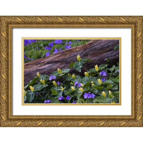 NC, Great Smoky Mts Spring flowers by a log Gold Ornate Wood Framed Art Print with Double Matting by Rotenberg, Nancy
