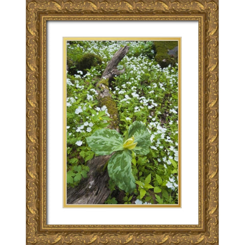 North Carolina, Great Smoky Mts Trillium flowers Gold Ornate Wood Framed Art Print with Double Matting by Rotenberg, Nancy