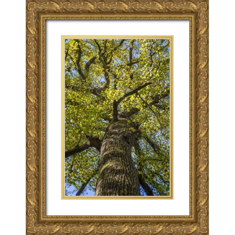 North Carolina Poplar in Joyce Kilmer Forest Gold Ornate Wood Framed Art Print with Double Matting by Paulson, Don