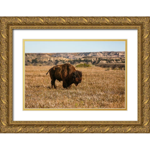 Theodore Roosevelt National Park-North Dakota-USA Badlands bison Gold Ornate Wood Framed Art Print with Double Matting by Sienda, Jolly