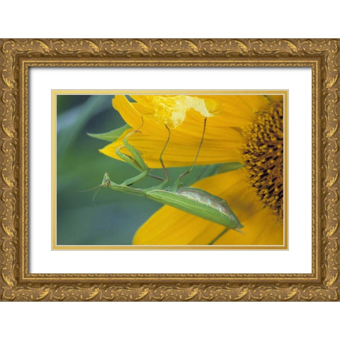 PA, Praying mantis with egg sac on sunflower Gold Ornate Wood Framed Art Print with Double Matting by Rotenberg, Nancy