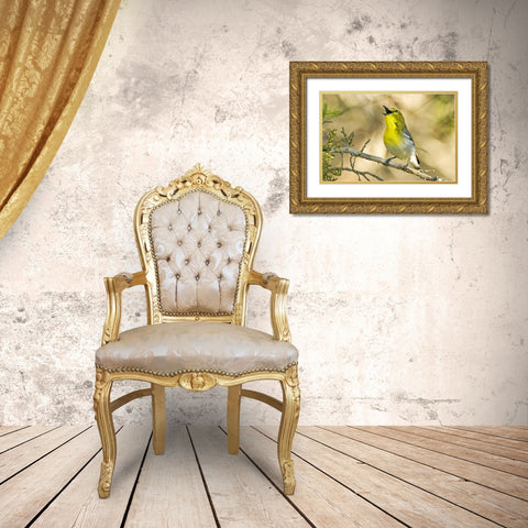 TX, Balcones Canyon Yellow-throated vireo sings Gold Ornate Wood Framed Art Print with Double Matting by Welling, Dave