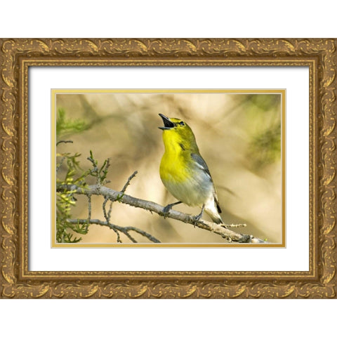 TX, Balcones Canyon Yellow-throated vireo sings Gold Ornate Wood Framed Art Print with Double Matting by Welling, Dave