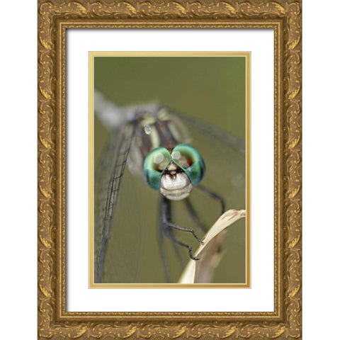 Texas, McMullen County Dragonflys head Gold Ornate Wood Framed Art Print with Double Matting by Illg, Cathy and Gordon