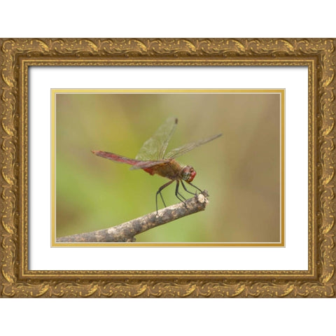 TX, Bentsen Male red-tailed pennant dragonfly Gold Ornate Wood Framed Art Print with Double Matting by Welling, Dave