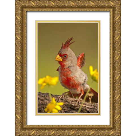 Texas, Hidalgo County Male pyrrhuloxia bird Gold Ornate Wood Framed Art Print with Double Matting by Illg, Cathy and Gordon