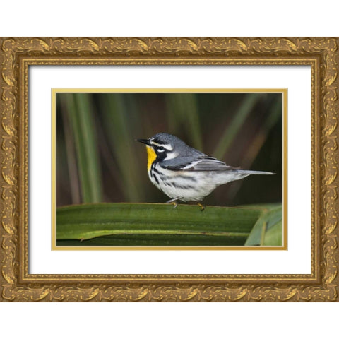 TX, South Padre Isl Male yellow-throated warbler Gold Ornate Wood Framed Art Print with Double Matting by Welling, Dave